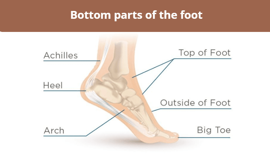 Bottom parts of the foot